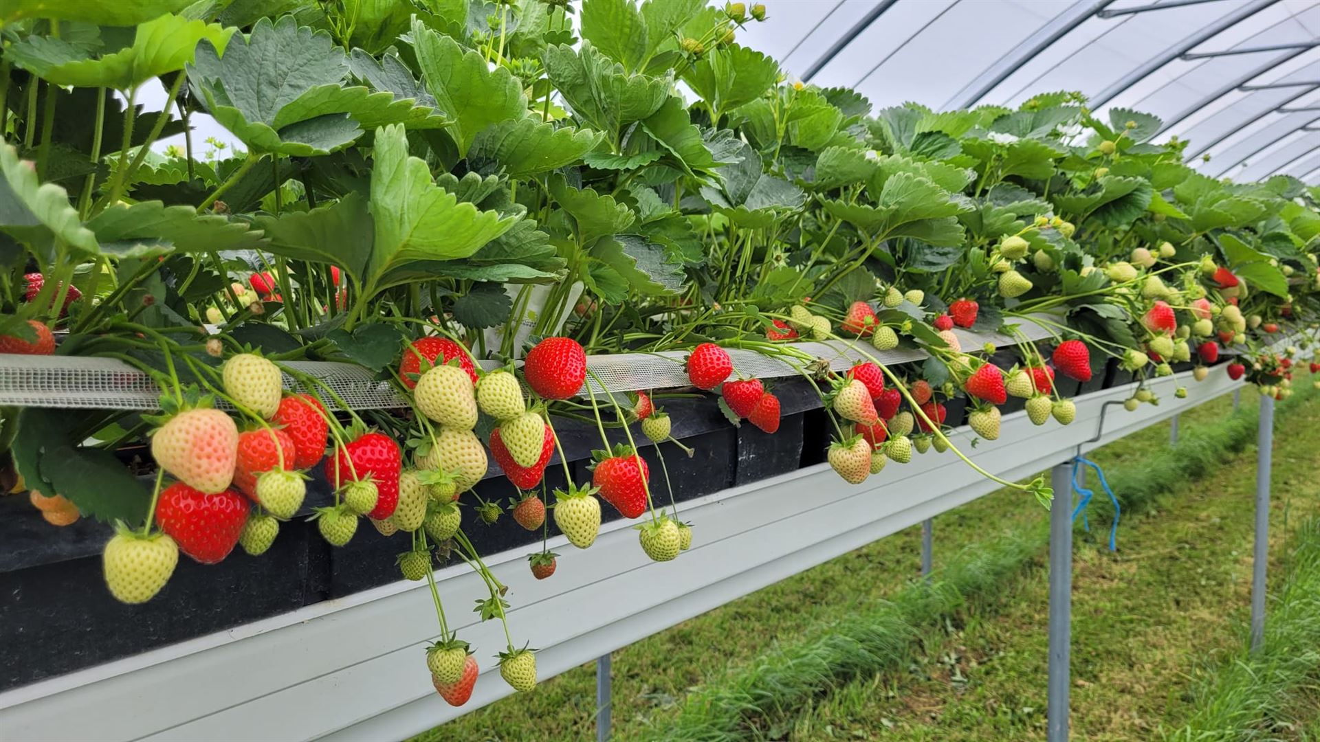 Erdbeerpflanzen im Gewächshaus