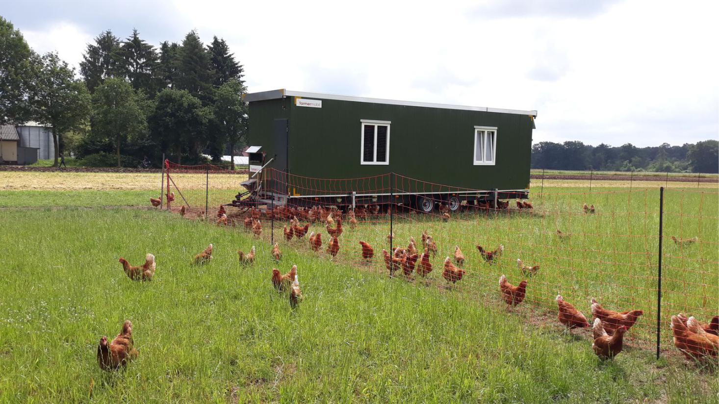 Hühner in Freilandhaltung