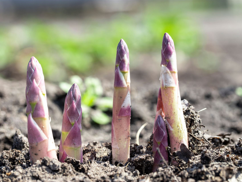Lila Spargel guckt aus der Erde
