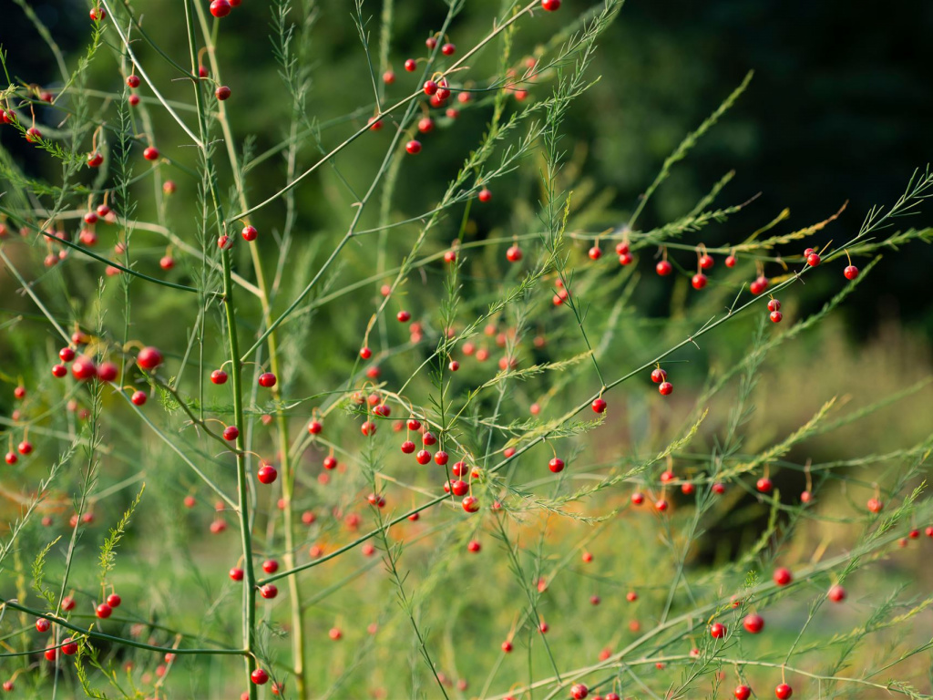 Spargelbeeren